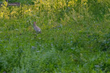 Yeşil çayırdaki yavru tavşan. Vahşi hayvanlar..