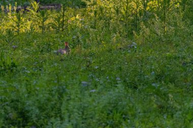 Yeşil çayırdaki yavru tavşan. Vahşi hayvanlar..