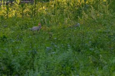 Yeşil çayırdaki yavru tavşan. Vahşi hayvanlar..