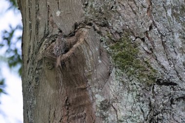 Ağaçta beyaz lekeler olan küçük kahverengi