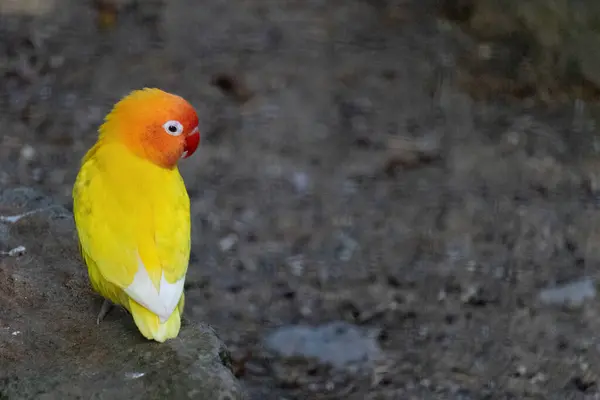 Sarı ve turuncu bir kuş. Balıkçılar Aşk Kuşu