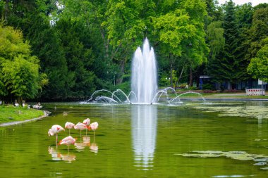 Gölette bir grup flamingo. Parkta içinden su fışkıran bir çeşme. Su çeşmeden çeşitli yönlere doğru fışkırıyor.
