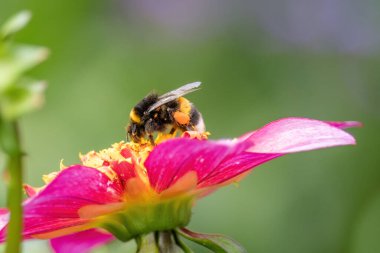 Polen toplayan arıyı yakından çek
