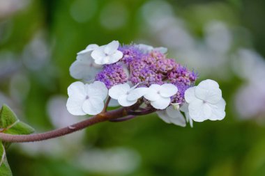 Bahçede güzel çiçekler, buket, botanik