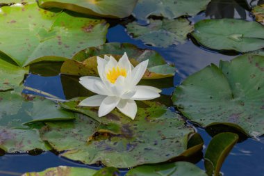 Güzel çiçek açan pembe nilüferler ya da göletteki nilüfer çiçekleri. su çiçekleri