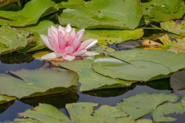 Güzel çiçek açan pembe nilüferler ya da göletteki nilüfer çiçekleri. su çiçekleri