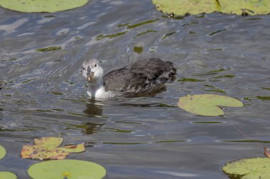 Avrasyalı ördek, Fulica atra, bilinen adıyla yaban ördeği, bir gölde yüzer - kırmızı gözlü siyah kuş ve beyaz gagalı.