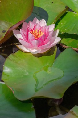 Güzel çiçek açan pembe nilüferler ya da göletteki nilüfer çiçekleri. su çiçekleri