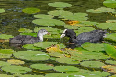 Avrasyalı ördek, Fulica atra, bilinen adıyla yaban ördeği, bir gölde yüzer - kırmızı gözlü siyah kuş ve beyaz gagalı.