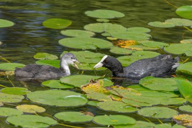 Avrasyalı ördek, Fulica atra, bilinen adıyla yaban ördeği, bir gölde yüzer - kırmızı gözlü siyah kuş ve beyaz gagalı.