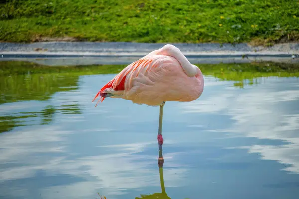 Bir flamingo küçük bir gölette suyun içinde duruyor.