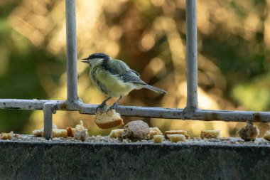 Great tit perching (Parus major), birds wildlife