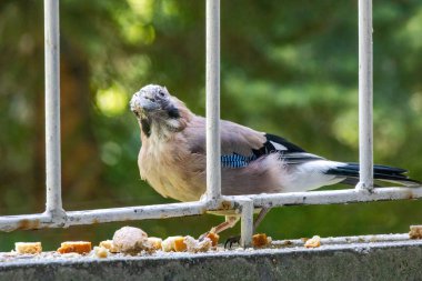Avrasya kuşlarının tünediği, vahşi yaşam hayvanlarının yakın çekimi