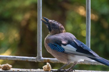 Avrasya kuşlarının tünediği, vahşi yaşam hayvanlarının yakın çekimi