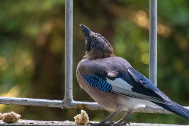 Avrasya kuşlarının tünediği, vahşi yaşam hayvanlarının yakın çekimi