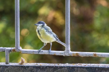 Great tit perching (Parus major), birds wildlife