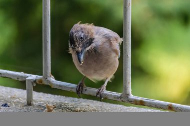 Avrasya kuşlarının tünediği, vahşi yaşam hayvanlarının yakın çekimi