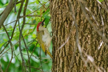 Ağaçta tünemekte olan Avrupa yeşil ağaçkakanının (Picus viridis) yakın çekimi