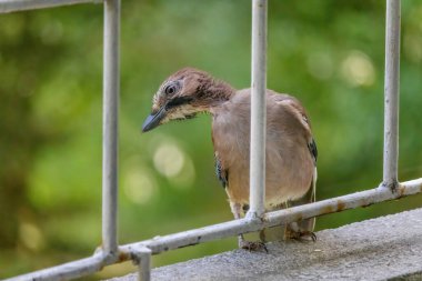 Avrasya kuşlarının tünediği, vahşi yaşam hayvanlarının yakın çekimi