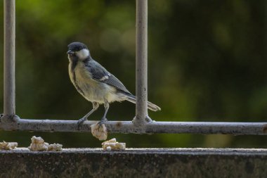 Great tit perching (Parus major), birds wildlife