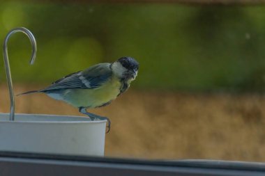 Great tit perching (Parus major), birds wildlife