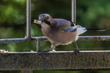 Avrasya kuşlarının tünediği, vahşi yaşam hayvanlarının yakın çekimi