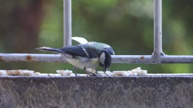  Great tit perching (Parus major)