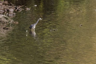 Doğu Akbalıkçıl, Ardea cinsinde beyaz balıkçıl, gölde balık tutuyor.