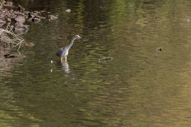 Doğu Akbalıkçıl, Ardea cinsinde beyaz balıkçıl, gölde balık tutuyor.