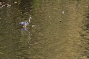 Doğu Akbalıkçıl, Ardea cinsinde beyaz balıkçıl, gölde balık tutuyor.