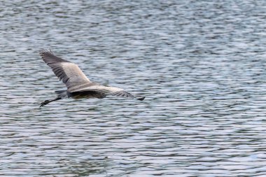 Doğu Akbalıkçıl, Ardea cinsinde beyaz balıkçıl, gölde balık tutuyor.