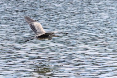 Doğu Akbalıkçıl, Ardea cinsinde beyaz balıkçıl, gölde balık tutuyor.