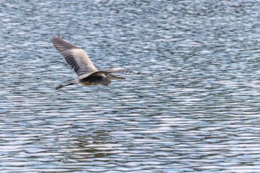 Doğu Akbalıkçıl, Ardea cinsinde beyaz balıkçıl, gölde balık tutuyor.