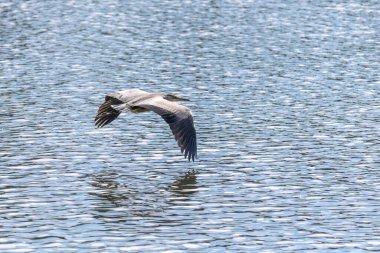 Doğu Akbalıkçıl, Ardea cinsinde beyaz balıkçıl, gölde balık tutuyor.