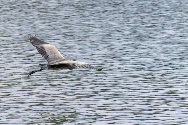 Doğu Akbalıkçıl, Ardea cinsinde beyaz balıkçıl, gölde balık tutuyor.
