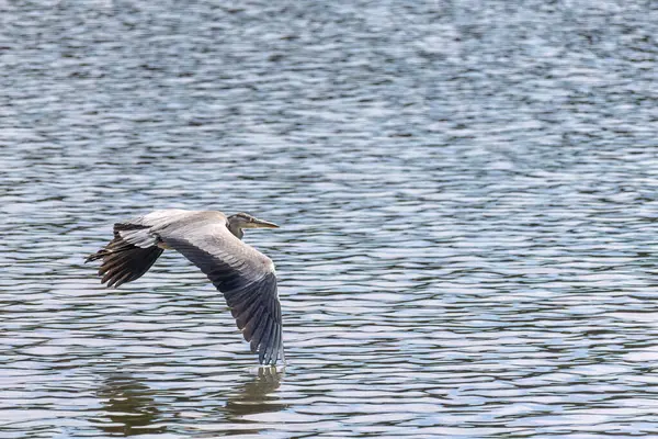 Doğu Akbalıkçıl, Ardea cinsinde beyaz balıkçıl, gölde balık tutuyor.
