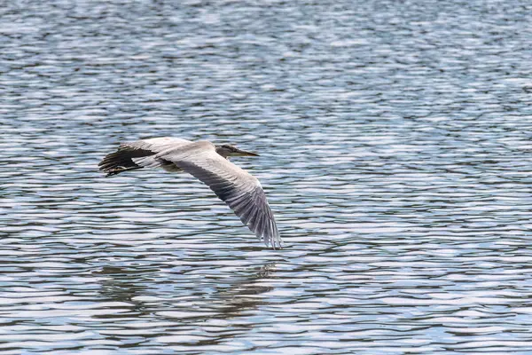 Doğu Akbalıkçıl, Ardea cinsinde beyaz balıkçıl, gölde balık tutuyor.