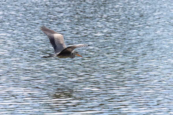 Doğu Akbalıkçıl, Ardea cinsinde beyaz balıkçıl, gölde balık tutuyor.