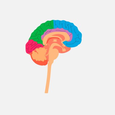 Beynin entrikası. İnsan beyninin çizimi