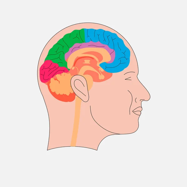 大脑计划 用脑图解人头 — 图库矢量图片