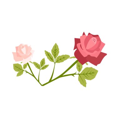 Yapraklı güzel pembe gül çiçeği, vektör illüstrasyonu