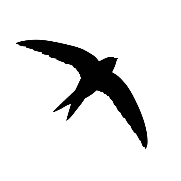 Ptačí Silueta Apus Černém Létající Apus Pták Silueta Izolované Bílém — Stockový vektor