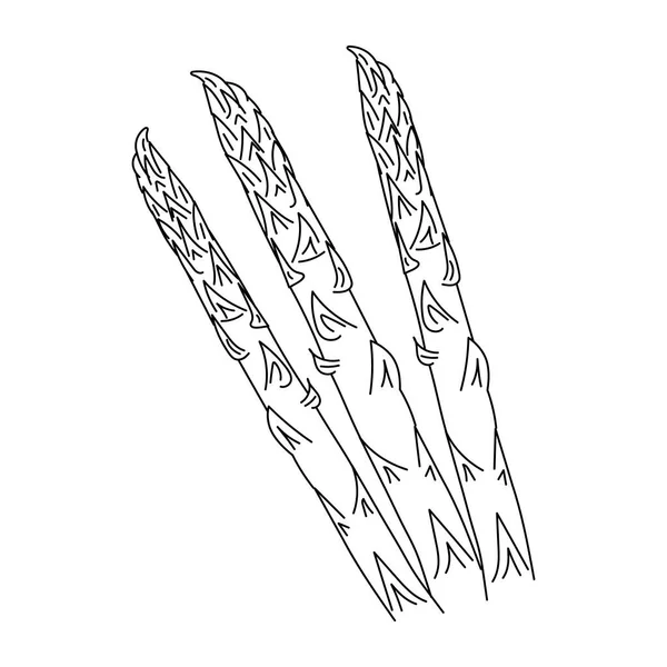 Szparagi Odizolowane Ręcznie Rysowane Ilustracje — Wektor stockowy