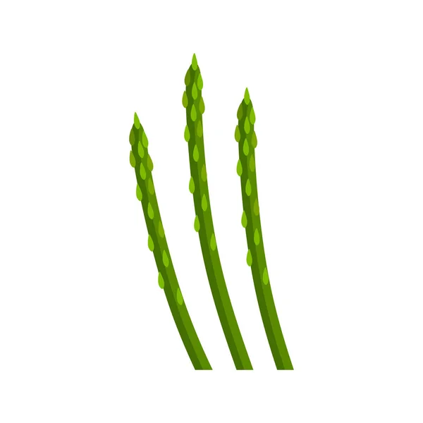 Asparagus Vector Illustration White Background — Stock Vector