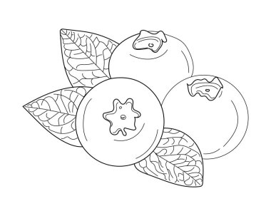 taze yaban mersini, vektör illüstrasyonu