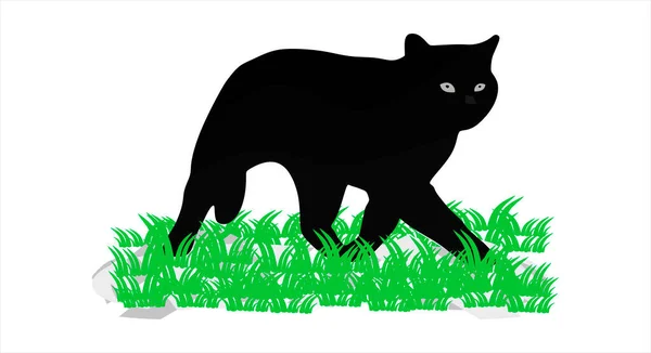 Schwarze Katze Bewegung Katze Grünen Gras Isoliert Auf Weißem Hintergrund — Stockvektor
