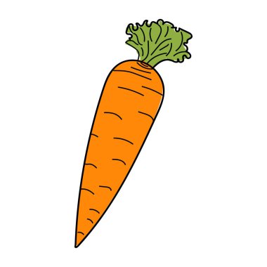 Havuç çizimi. Beyaz arka planda izole edilmiş havuç. Modern tarzda yemek. vektör illüstrasyonu