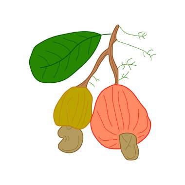Ceviz illüstrasyonu. Beyaz arka planda elle çizilmiş kaju ağacı. Restoran menüsü, market etiketi, logo, amblem ve mutfak tasarımı için tarım ürünü.