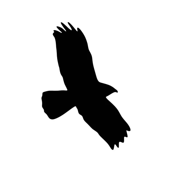 Κοινή Σιλουέτα Πουλιών Buzzard Απομονωμένη Λευκό Φόντο Εικονογράφηση Διανύσματος — Διανυσματικό Αρχείο