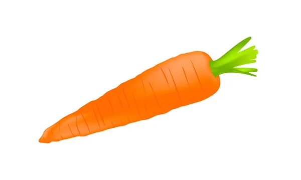 Морковь Белом Фоне Настоящая Морковка Дизайн Пищевых Продуктов Кулинарные Продукты — стоковый вектор